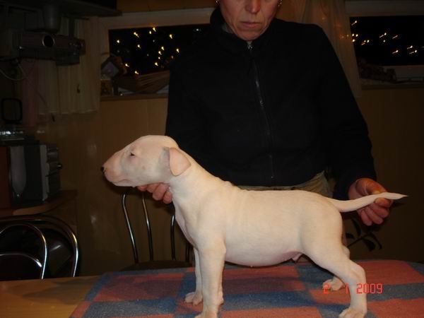 Щенки - Бультерьер - Белорусский питомник бультерьеров GELIET предлагает  щенков бультерьера, рожденные 23.10.008, два белых мальчика - 30000 руб.