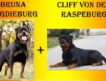 Продаються щенки знаменитых родителей: Bruna Unserbund &amp; Cliff Von Der Raspeburg