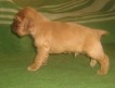 Продается породный щенок английского коккер спаниеля ярко-рыжего окраса, кобель. Родословная РКФ.