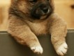 Продаётся очаровательный очень перспективный щенок Сиба ину рожденный 23.07.2009
