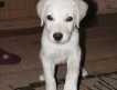 Продам щенка метиса Лабрадора ретривера. Родился 18 июля 2009 года).Палевый мальчишка.