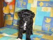 Продаю щенка китайской хохлатой собачки редкого черного окраса.
