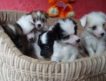 Предлагаются щенки- пуховички китайской хохлатой собаки. 3 девочки и 3 мальчика. Все малыши здоровы и привиты по возрасту.