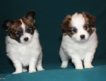 Продаются щенки папильона бело-соболиные.Мальчик и девочка.Рождены 24 августа 2009 год.Родословная РКФ.Контактный тел: 8-903-619-43-34 Марина