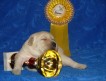 Продаются щенки лабрадора ретривера палевого окраса Щенки родились 30.10.2009г. Родословная РКФ.