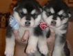 Дорогие друзья, 13 ноября 2009г. в нашем питомнике, родились щенки Аляскинского Маламута