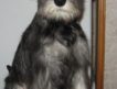 Продаются щенки цвергшнауцера окраса перецсоль, рожденные 12 ноября 2009 года с отличной родословной РКФ.