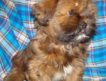 Щенки лхасского апсо — тибетской собачки талисмана