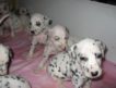 Продаются щенки далматина бело-черного и бело-коричневого окраса, рожденные 26.11.2009