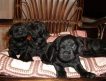 Продаются великолепные щенки цвергшнауцера чёрные. Мальчики с отличной родословной.