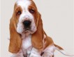 Породный клуб Бассет Хаунд предлагает высокопордных щенков , кобелей и сук разных окрасов.