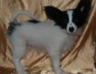 11 января 2011 года родились три щенка папийона (2мальчика и девочка)