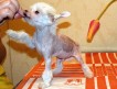 Китайская хохлатая собака, лучшие щенки по лучшей цене, голые