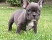 продается синий и шоколадного цвета маленькая собака, порода — французский бульдог