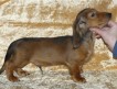 Продаются щенки кроличьей длинношерстной таксы с отличной родословной РКФ 3 кобеля рыжего окраса. Возраст 6 мес.