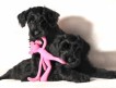 Два щенка шоу класса (кобели) питомника Джентли Борн. Дата рождения 4 мая 2010 года.