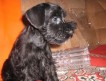 Очаровательные щенки черного Цвергшнауцера, 2,5 месяца