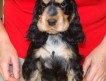 Питомник «из Сверкающего Мира» (г. Смоленск) предлагает перспективных щенков английского кокер спаниеля, рождения 15 мая 2010 г.