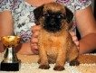 Питомник &quot;Лига обаяния&quot; предлагает чудесного щенка брюссельского гриффона (сука) от родителей-чемпионов.