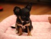 Продается щенок чихуахуа (девочка) окрас — черный