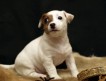 Предлагаются щенки Джек Рассел терьера, рождения 6 августа 2010 г. (РКФ-FCI)