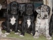 Продаются перспективные щенки немецкого дога от титулованных родителей кобель и сука черного окраса и сука серого мраморного окраса.