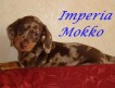 Продаётся очаровательный щенок таксы кофейно-мраморного окраса из питомника Империя Мокко.
