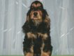 Продам щенка английского кокер спаниеля черно-подпалого окраса