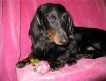 Продается алиментный щенок черно-подпалого окраса рожденный 23 октября 2010 года
