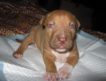 4 породистых щенка American Pitbull Red Nose