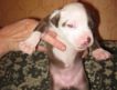 4 породистых щенка American Pitbull Red Nose
