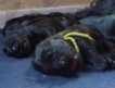 Ведущий питомник Украины предлагает высокопородных щенков черного терьера.