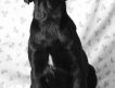 Продается клубный щенок лабрадора черного окраса (девочка0. 4 мес.Полный пакет документов, отличная родословная, социализирована.Недорого