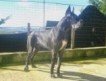 sell wonderfull puppies of great dane black, mantel and merle great genealogy. They are now in Palermo ( Italy) but noproblem for expedition.