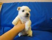 Продаётся, белоснежный щенок девочка Вест-Хайленд-Уайт– терьера (1,5мес).