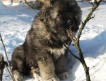 кавказская овчарка — клубный щенок