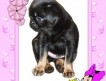 На продажу предлагаются очаровательные щенки породы пти брабансон (короткошерстная разновидность гриффона) черно-подпалого окраса.