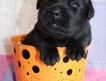 Продаются щенки лабрадора-ретривера (палевая сука, черные кобели и суки), рожденные 10 февраля 2011 года