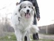 Продаю щенков(д.р. 27 апреля 2013г) пиренейской горной собаки от титулованных родителей.Крупные, породные, здоровы. Доставку организуем.
