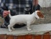 Продаю породистого щенка Джек рассел терьера,бело-рыжий,на коротких лапах.