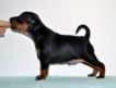 Питомник "Робусто Эво" предлагает щенков цвергпинчера (миниатюрный пинчер, рост взрослой собаки – 30 см)!