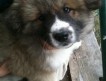 Продается щенок американской акиты (Большая Японская собака). Уже весит 9 кг:) Мохнатая, пушистая, любознательная, задорная и сообразительная.