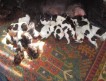 продаются щенки дратхаара.от рабочих, дипломированных родителей .дата рождения щенков 08.05.11.на фото мать Суна