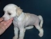 Продаю щенков китайской хохлатой с родословной. Документы РКФ, рождены 06 апреля. Для выставок и души.Красивые, здоровые щеночки.