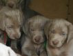 Питомник в Латвии предлагает активным людям перспективных щенков веймаранера.