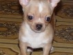 Перпективный миниатюрный щенок Чихуахуа