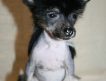 Питомник «Коллекция России» предлагает щенка китайской хохлатой собачки, (3 месяца)голая девочка, очень маленького размера