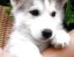 Продается замечательный щенок породы Сибирский Хаски