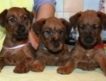 Питомник ирландских терьеров предлагает щенков от лучших собак России