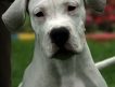 Питомник предлагает к продаже роскошного щенка аргентинского дога — Estilo Fuerte Dreamcatcher!